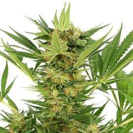 AK-47 Feminised Seeds for sale
