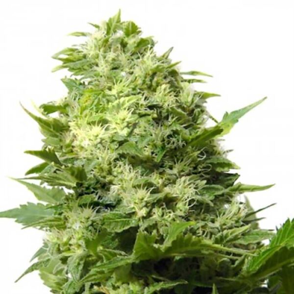 Cheese-Feminized for sale