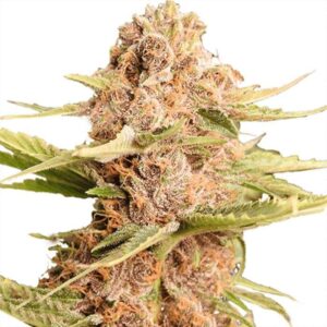 Girl Scout Cookies Feminized Seeds for sale
